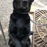 5歳♂純血の黒ラブ(去勢済) サムネイル5