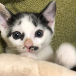 カーホスピタルユニット里親会 サムネイル2