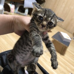 カーホスピタルユニット里親会 サムネイル3