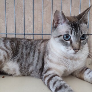 人なれ抜群　甘えんぼうの　はまくん　３歳