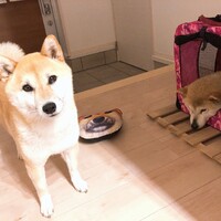 あずき