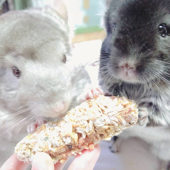 ほくとつぐみのカバー写真