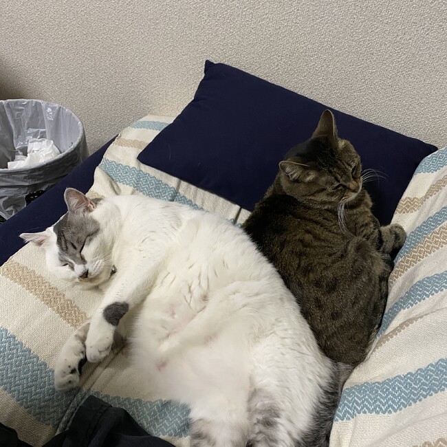 おすしまるvのカバー写真
