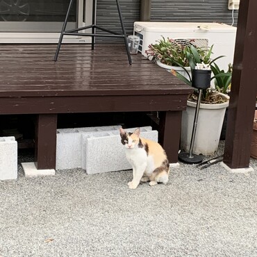 避妊手術が決まりました。やっと病院に連れて行けます。