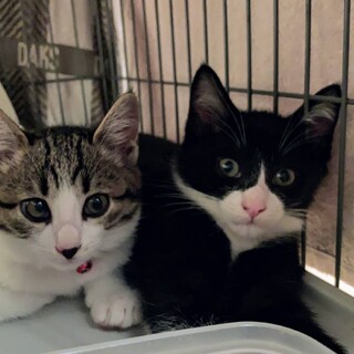 【代理投稿】ハチワレ君とキジ白ちゃん仔猫里親募集