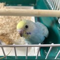 セキセイインコ雛