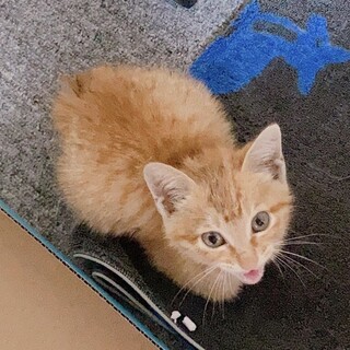 急募‼︎ かわいい女の子の里親募集中です