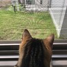 アメショさん
