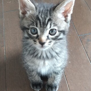 好奇心旺盛やんちゃな弟キジトラ★メルくん