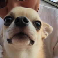 恋太郎