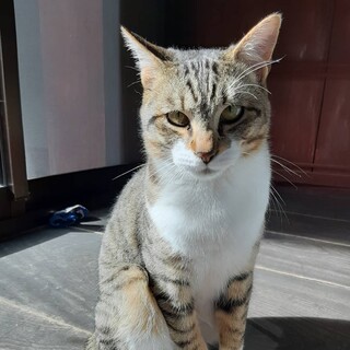 12ヶ月甘えっ子のキジトラくん