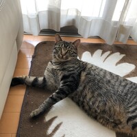 シンバ