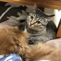 ナラ