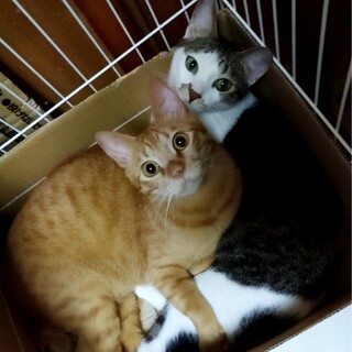 大通りのすぐ側でむじゃきに遊んでいた兄弟