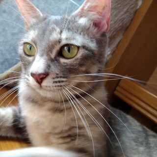 同じに偶然保護したねこちゃん