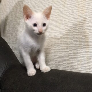かわいい仔猫ちゃんです！