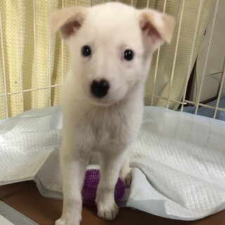 【里親様決定】ケント君の幸せが見つかりました♡