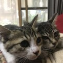子猫の里親募集