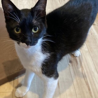 撫でられることが大好き「ふね」♀