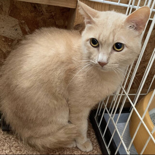 まだ不安がいっぱい「クリーム」♂