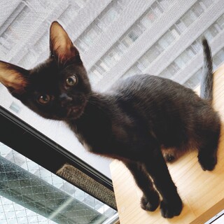 レア柄ゴーストタビー黒猫男子部生後2ヶ月