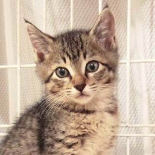 ちゅーるが大好きなイケメンキジトラくんです！