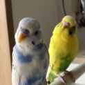セキセイインコ　成鳥２羽