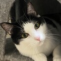 ベタベタ甘々ドリちゃん。一頭飼い希望