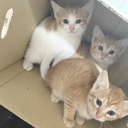 『Terra里親会猫部』