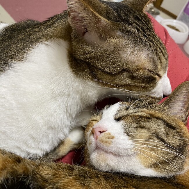 MOKA1122のカバー写真