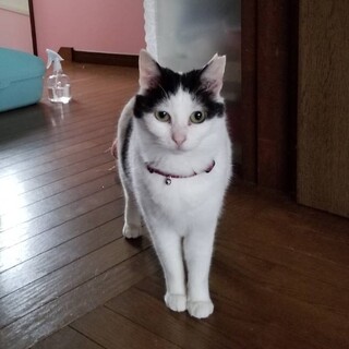 スリスリ甘えん坊の女の子