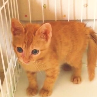 ずっとのオウチに迎えて下さいニャー！