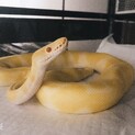 ボールパイソン　アルビノ