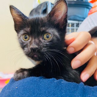 4兄妹の黒猫キュウちゃん♡