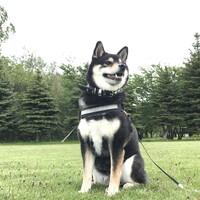 玖宇