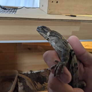 ツナギトゲオイグアナ