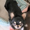 チワワのなつみちゃん♀４才 サムネイル2