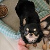 チワワのなつみちゃん♀４才 サムネイル3