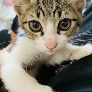 ③キジ白　オス　4ヶ月　イケメン　ミント　