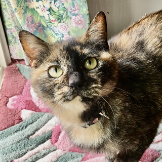 【6/26千葉譲渡会】人が大好きな女の子♡１歳