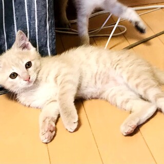 天真爛漫なﾐﾙｸﾃｲｰ色の男の子