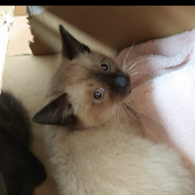 クロロ　白河のカバー写真