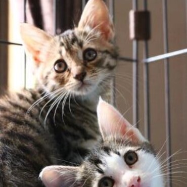 兄妹なかよし♡パンナコッタ