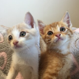 【6/26千葉譲渡会】人懐こい♡茶＆薄茶白の兄弟