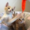 【6/26千葉譲渡会】人懐こい♡茶＆薄茶白の兄弟 サムネイル2