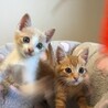 【6/26千葉譲渡会】人懐こい♡茶＆薄茶白の兄弟 サムネイル3