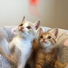 【6/26千葉譲渡会】人懐こい♡茶＆薄茶白の兄弟 サムネイル4