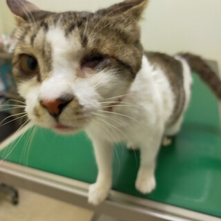 52匹多頭崩壊現場よりレスキューです　ペコちゃん