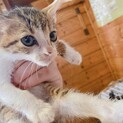 会社に迷い込んだ子猫です