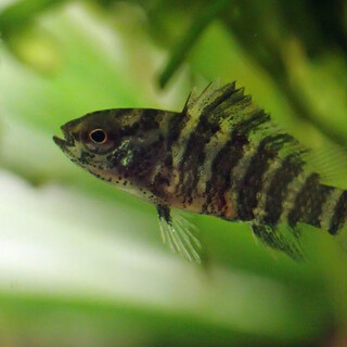 バジスバジス　１匹～